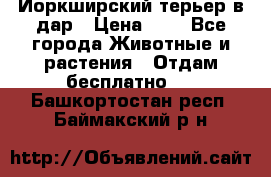 Йоркширский терьер в дар › Цена ­ 1 - Все города Животные и растения » Отдам бесплатно   . Башкортостан респ.,Баймакский р-н